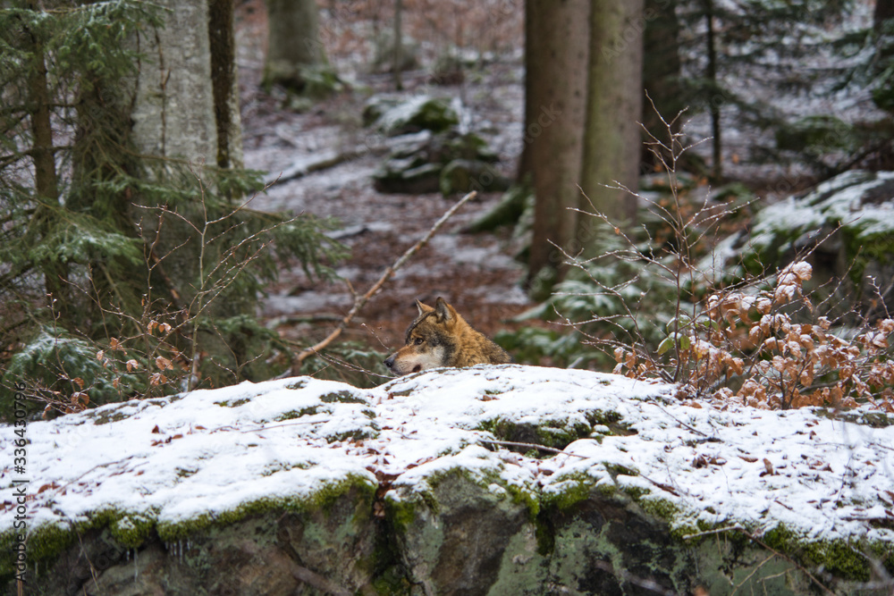 Wolf Rudelanführer streift durch den winterlichen Wald und sieht sich um 
