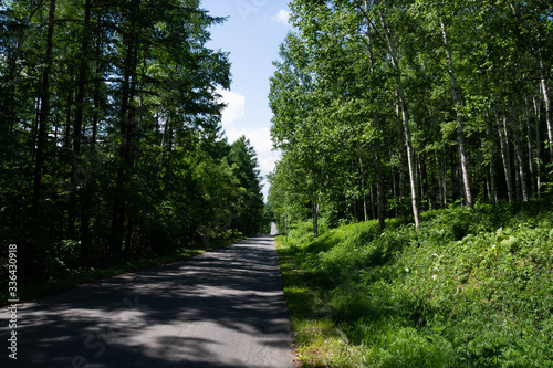 夏の林を抜ける山道