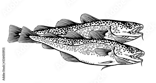 Ink Hand drawn vector illustration of two cod fish (Gadus morhua) on white background