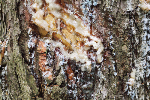 Resin on the bark of a spruce tree, a natural background