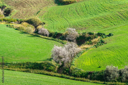 Obraz na płótnie spring landscapes in Sicily, Italy w salonie