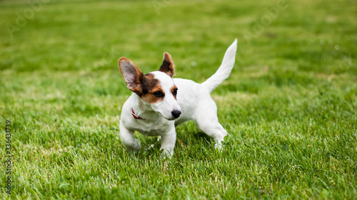 Jack Russell Terrier © Gawel
