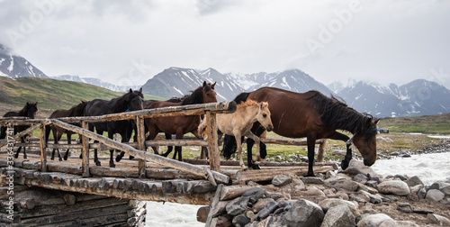 Mongolian Horses on wooden Bridge 