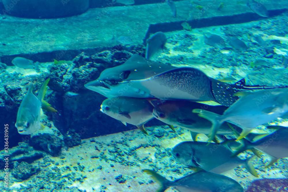The ocellated eagle ray (Aetobatus ocellatus) is a species of cartilaginous fish in the eagle ray family Myliobatidae. Atlantis, Sanya, Hainan, China. The ocellated eagle ray (Aetobatus ocellatus) is a species of cartilaginous fish in the eagle ray family Myliobatidae. Atlantis, Sanya, Hainan, China.