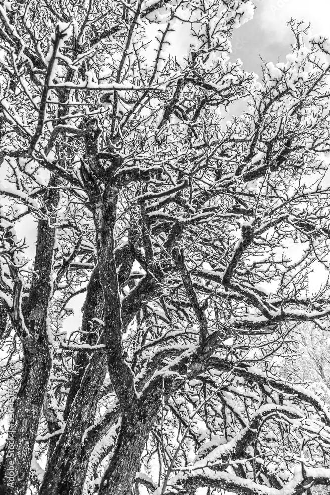 Obraz premium Trees