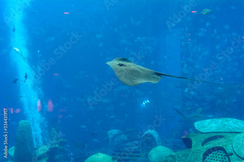 Sting ray swimming underwater. The short-tail stingray or smooth stingray (Bathytoshia brevicaudata) is a common species of sting-ray in the family Dasyatidae. Atlantis, Sanya, Hainan, China.