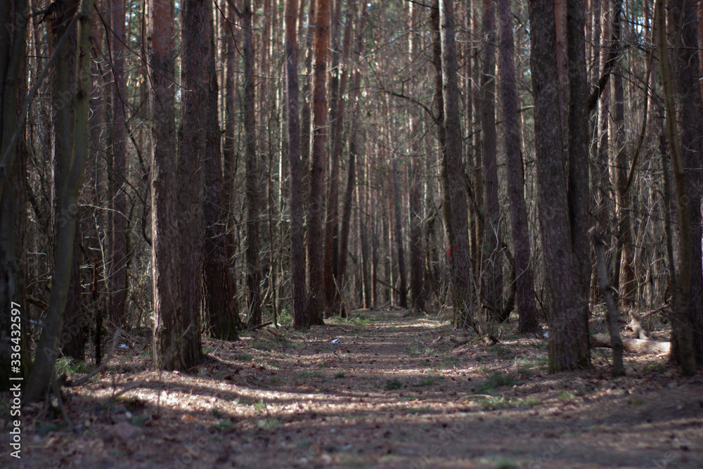 Obraz premium a dark, gloomy road in a pine forest.