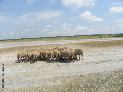 cows on the river