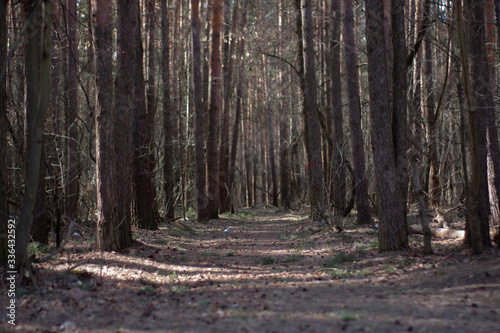 a dark, gloomy road in a pine forest.