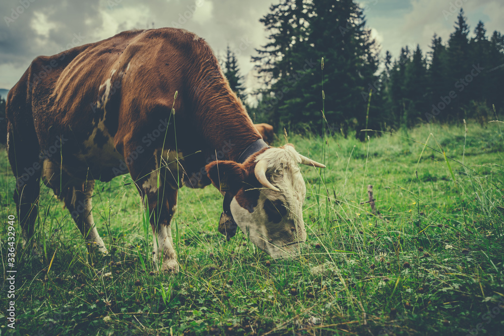 Fototapeta premium cow with horns while eating the meadow in the mountains