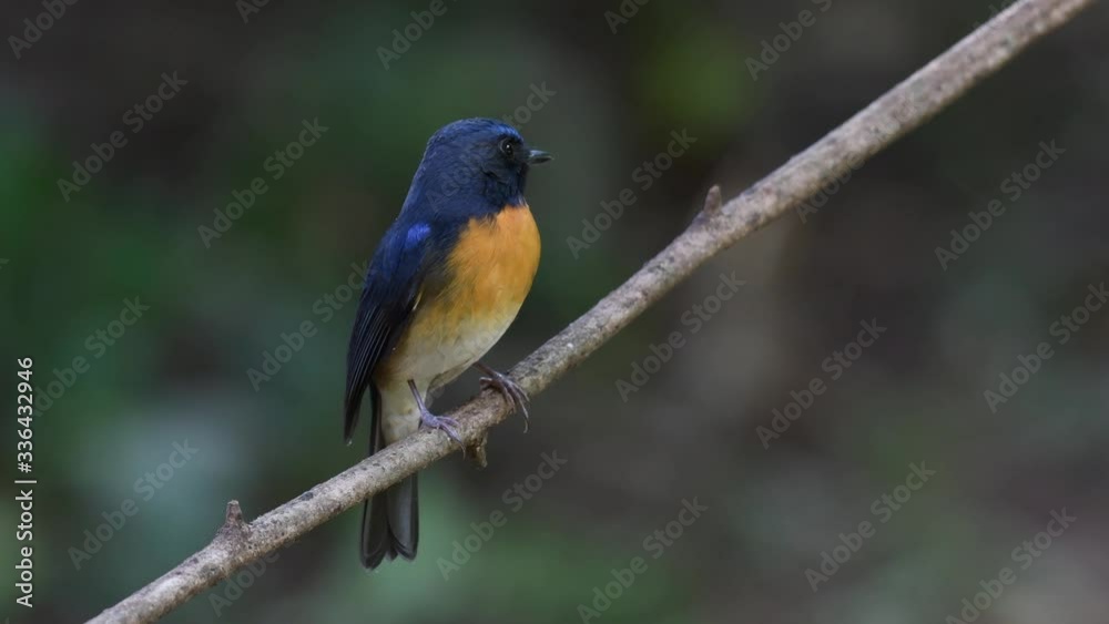 Chinese Blue Flycatcher, Cyornis glaucicomans; on almost perfectly straight branch diagonally positioned across the frame, looks around and takes off. Chinese Blue Flycatcher, Cyornis glaucicomans; on almost perfectly straight branch diagonally positioned across the frame, looks around and takes off.