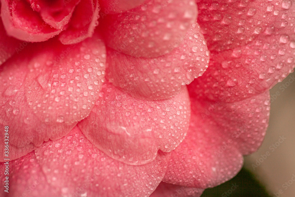Flor rosa con petalos llenos de gotas de agua