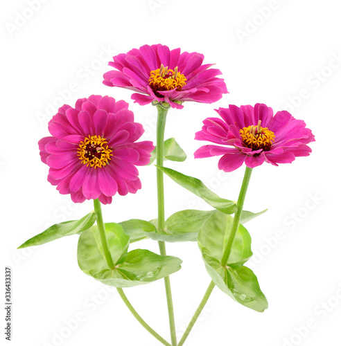 Fotografi pink zinnia