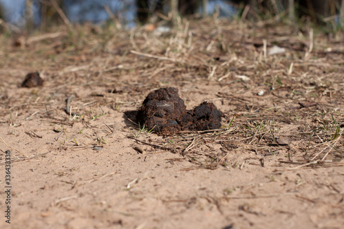 untidy dog poop on the sand on the street