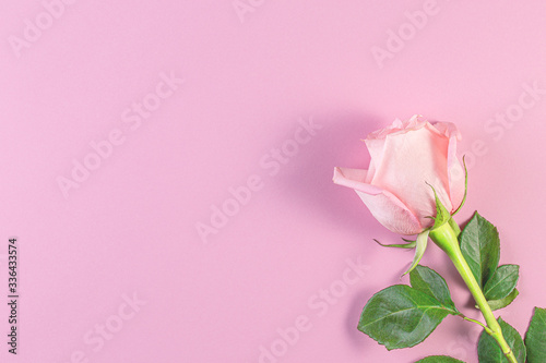 Wallpaper Mural Pink roses on pastel pink background. Birthday, Mother's, Valentines, Women's, Wedding Day concept. Spring blossom season. Minimal Holiday Composition. Copy Space Torontodigital.ca