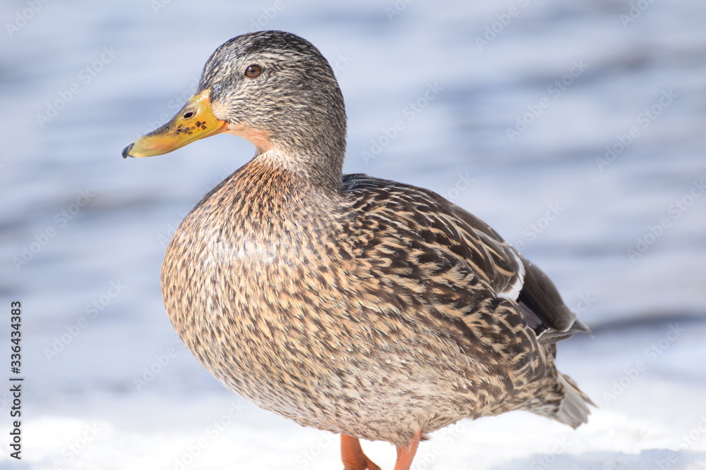 duck duck