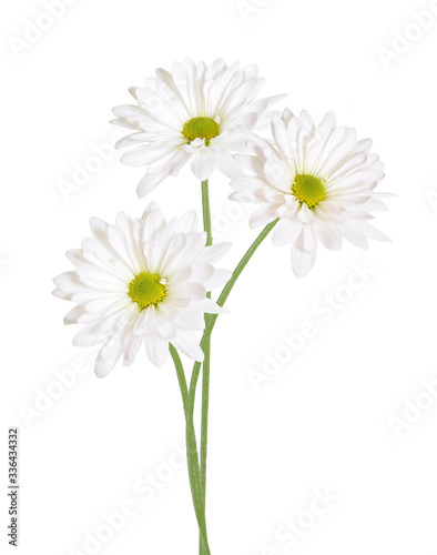  white daisy flowers
