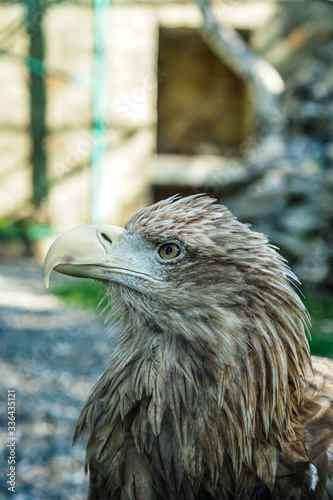 forest eagle in a zoo photo