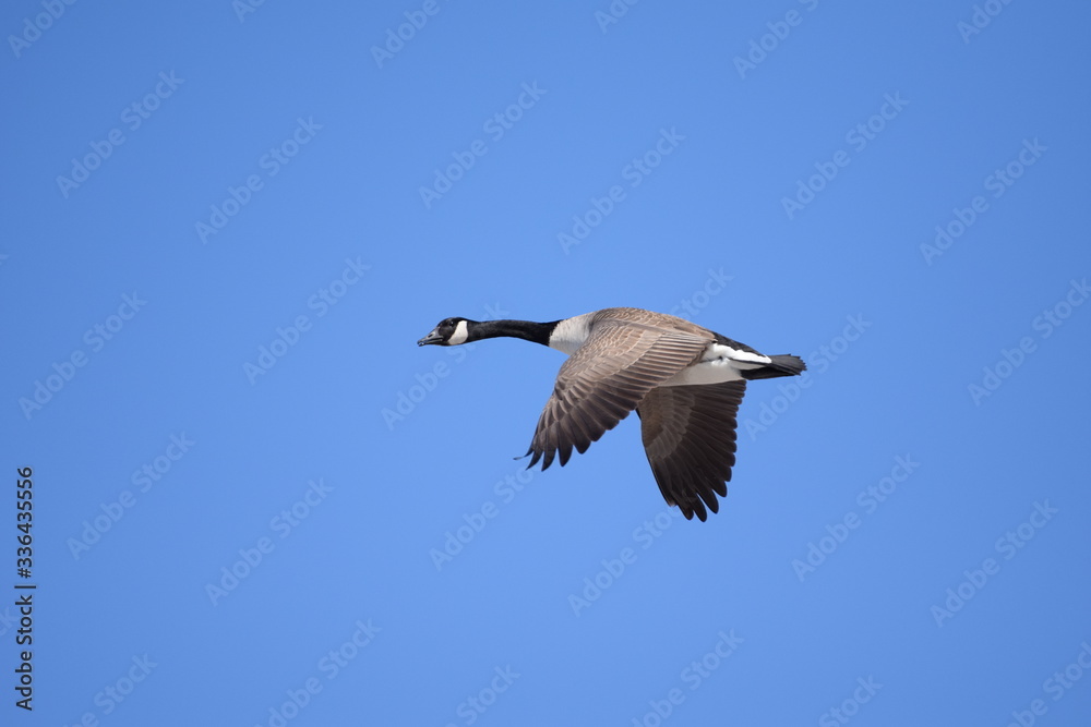 Obraz premium canadian goose