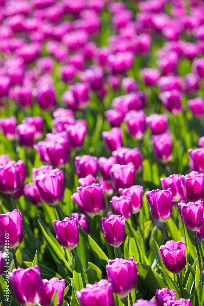 blühendes Tulpenfeld in den Niederlanden im Frühling blühendes Tulpenfeld in den Niederlanden im Frühling