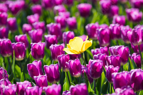 bl  hendes Tulpenfeld in den Niederlanden im Fr  hling