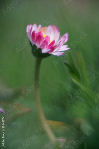 closeup of a daisy  bellis perennis 