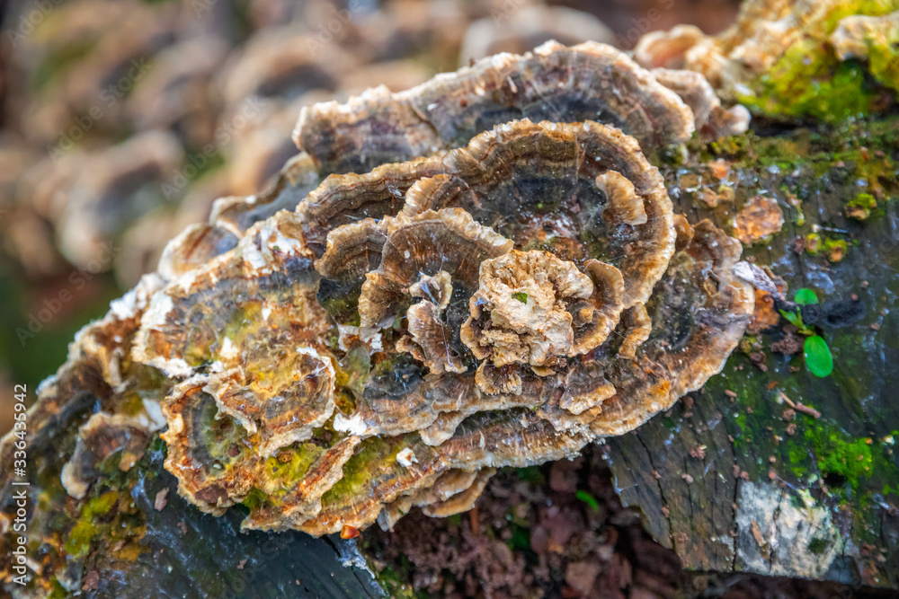Fungus on tree stump in Highgate wood, London Fungus on tree stump in Highgate wood, London