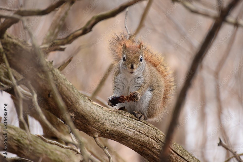 squirrel squirrel