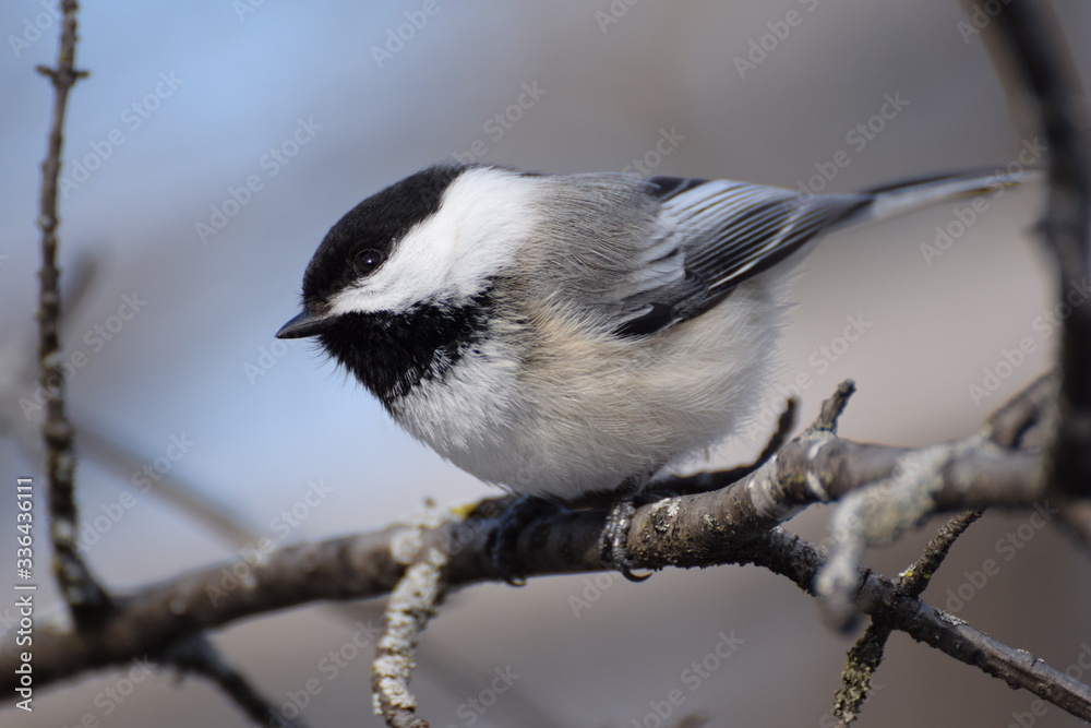 Fototapeta premium chickadee