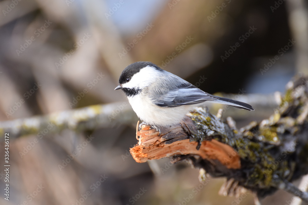 Fototapeta premium chickadee