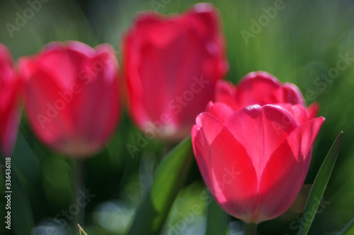 red tulips in spring - closeup
