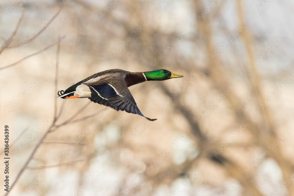 Mallard in flight Mallard in flight