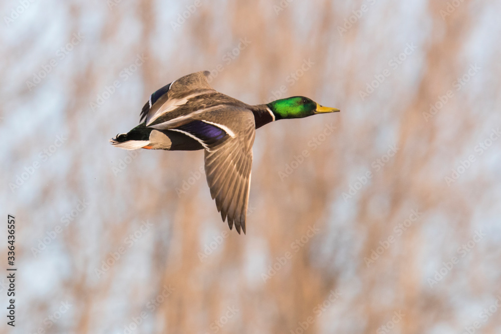 Obraz premium Mallard in flight