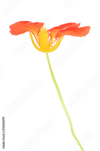 nasturtium flower
