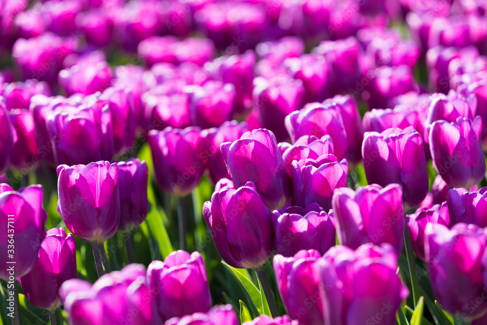 Obraz premium blühendes Tulpenfeld in den Niederlanden im Frühling