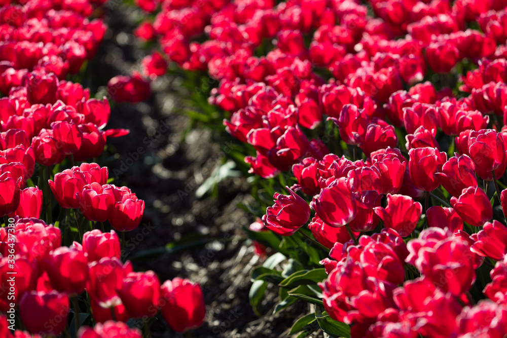 blühendes Tulpenfeld in den Niederlanden im Frühling blühendes Tulpenfeld in den Niederlanden im Frühling