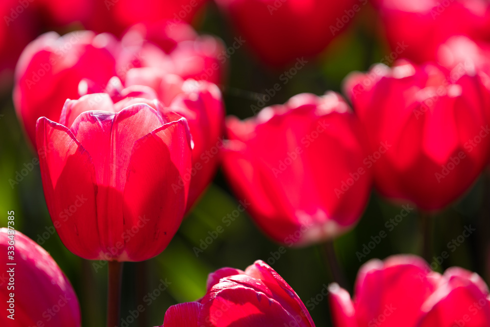 blühendes Tulpenfeld in den Niederlanden im Frühling blühendes Tulpenfeld in den Niederlanden im Frühling
