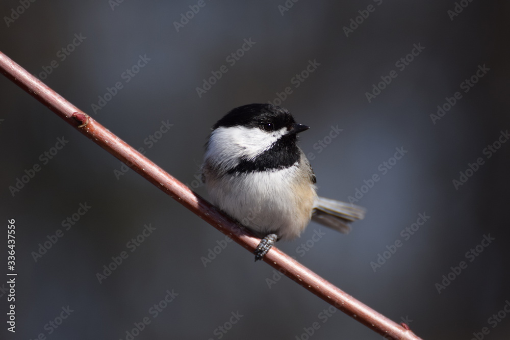Obraz premium chickadee