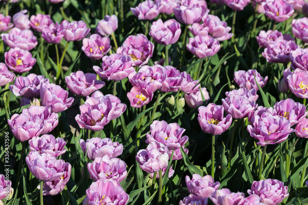 blühendes Tulpenfeld in den Niederlanden im Frühling blühendes Tulpenfeld in den Niederlanden im Frühling