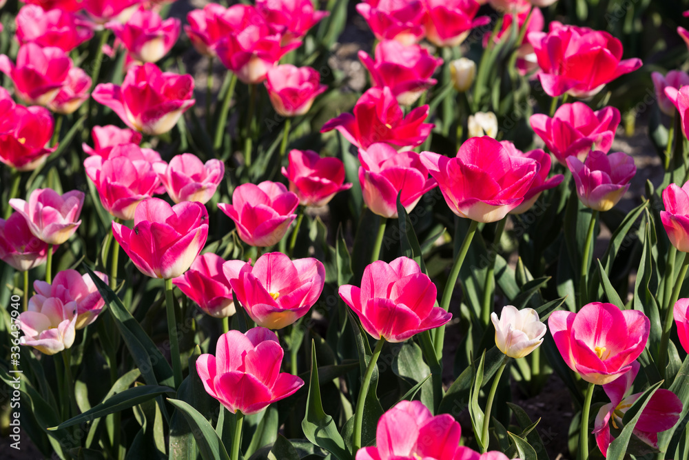 blühendes Tulpenfeld in den Niederlanden im Frühling blühendes Tulpenfeld in den Niederlanden im Frühling