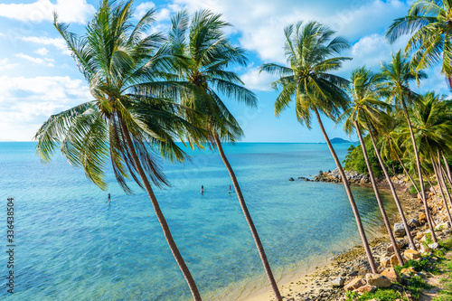 The shore of a tropical island. Beach by the ocean. Palm trees overhang a water