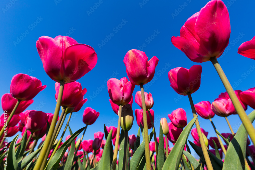 blühendes Tulpenfeld in den Niederlanden im Frühling aus der Froschperspektive