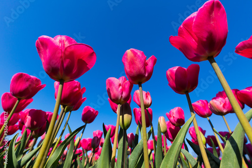 blühendes Tulpenfeld in den Niederlanden im Frühling aus der Froschperspektive