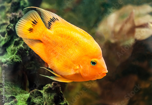 Yellow parrot cichlid fish swims in the aquarium
