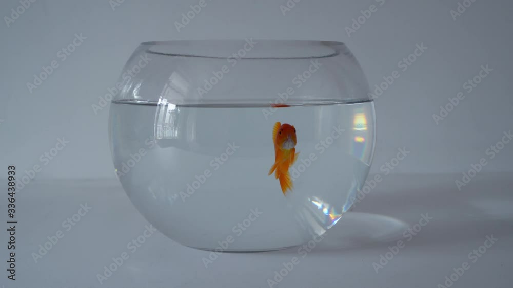 Red goldfish swimming in fish tank or home aquarium with gray background