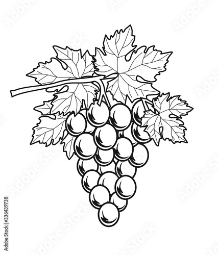 BLACK AND WHITE BUNCH OF GRAPES AMARONE AND PROSECCO UVA GRAPES WINE RED VINTAGE VINEYARDS GRAPPOLO VITE VIGNA