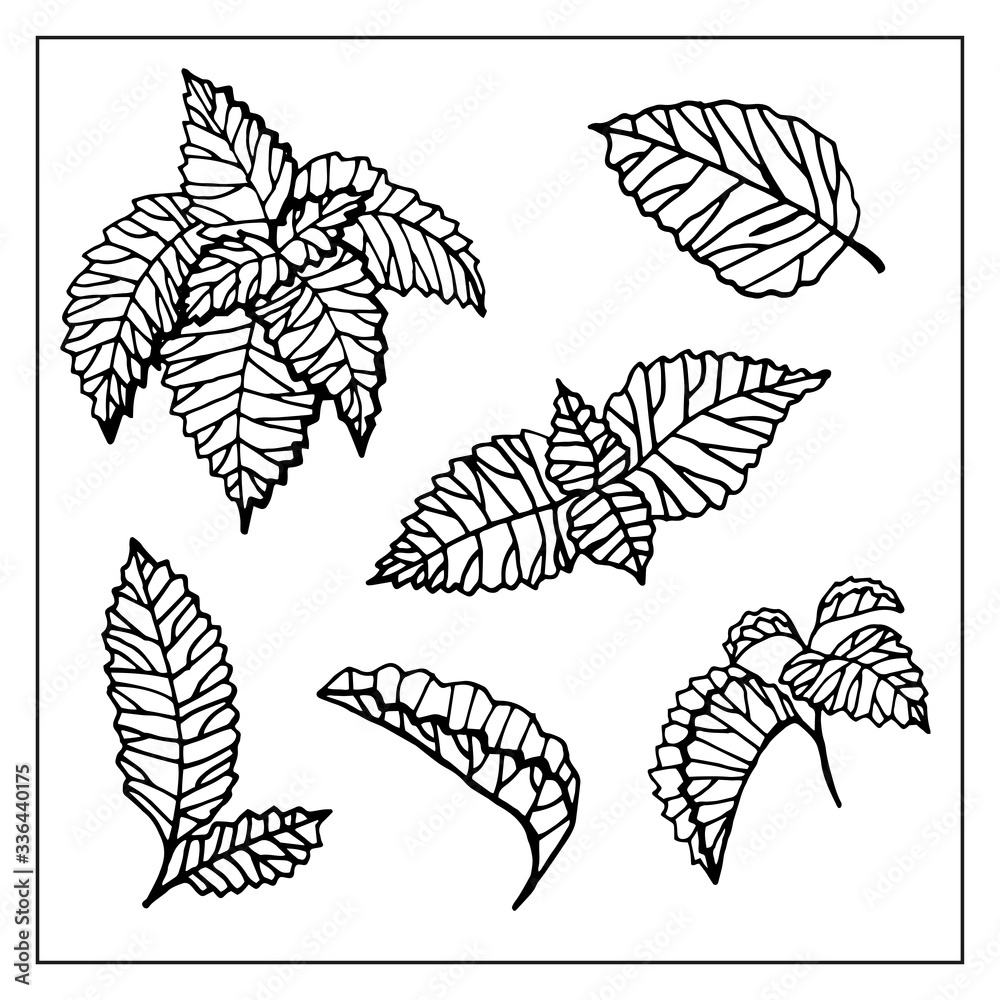 Mint leaves doodle hand drawn graphics vector
