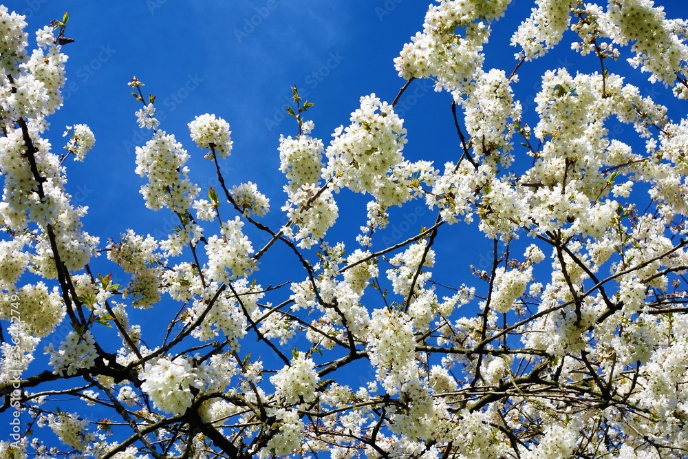 cherry blossom in spring cherry blossom in spring