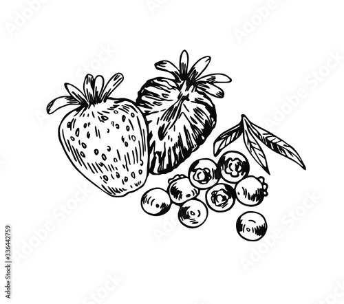 Strawberries and blueberries in line art style.