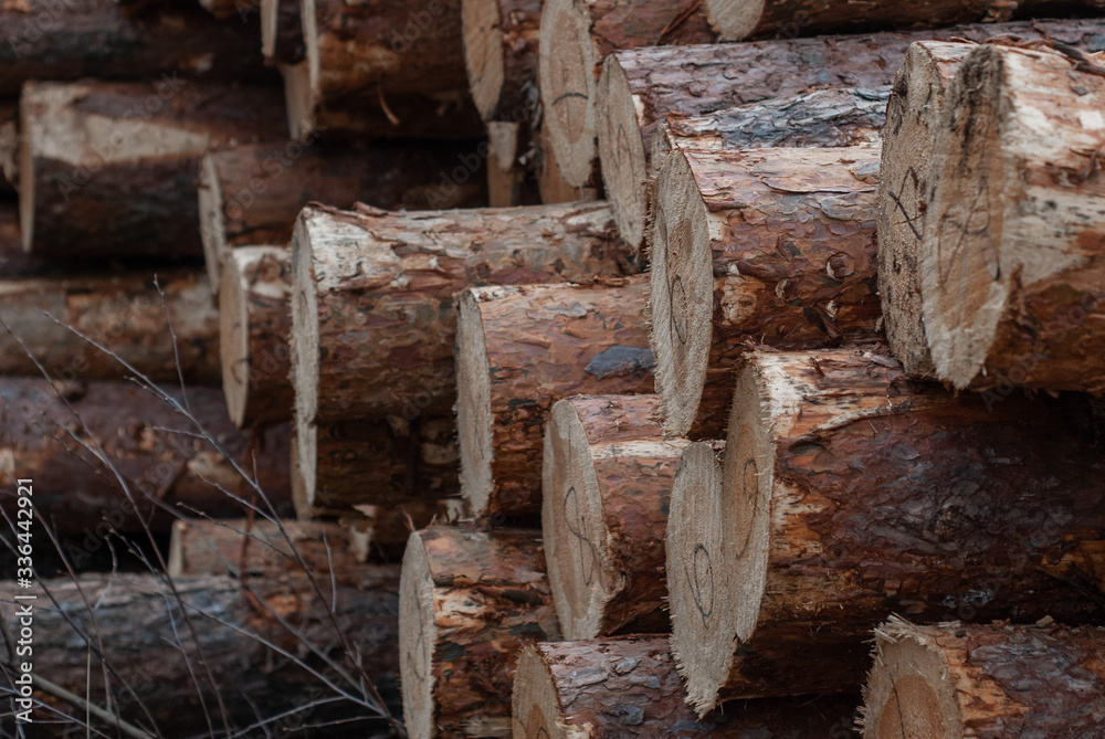 pine logs stacked in a close-up, timber, pine logs stacked in a close-up, timber,